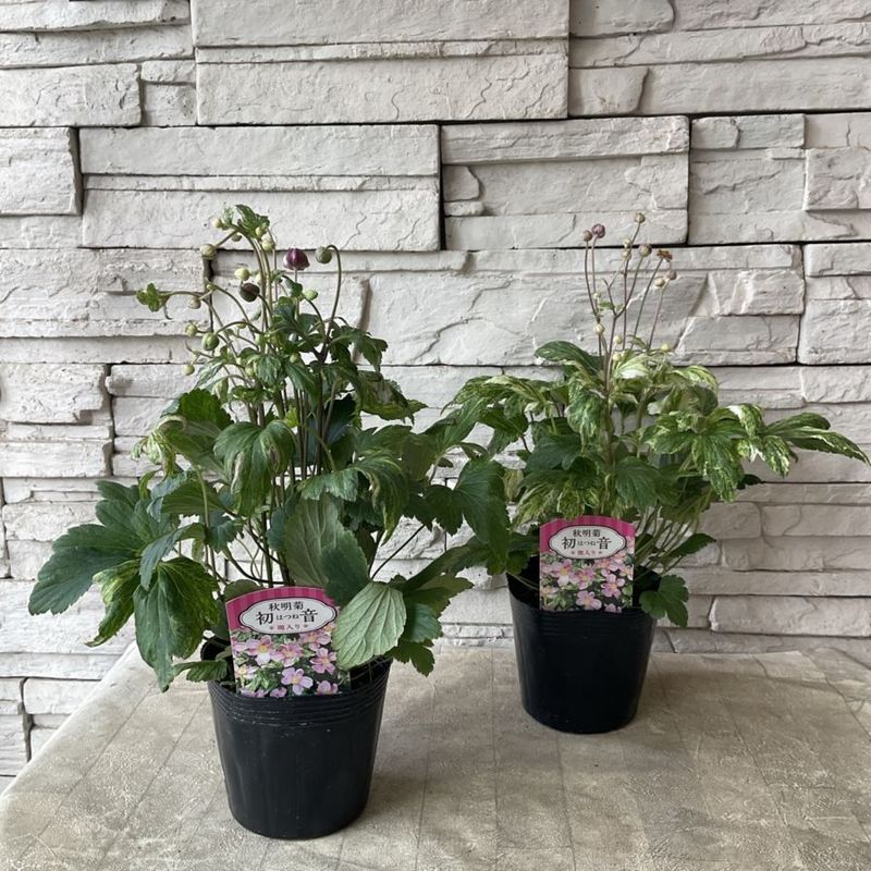 nalu様 8苗 大量苗セット nalu様 8苗 大量苗セット ラナンキュラス ラックス 選べる3種