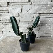 サボテン　ブランチ 2.5寸ポット