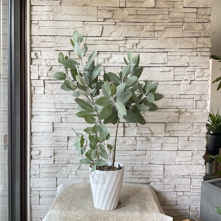 ハーブ | 橋本種苗園オンラインストア