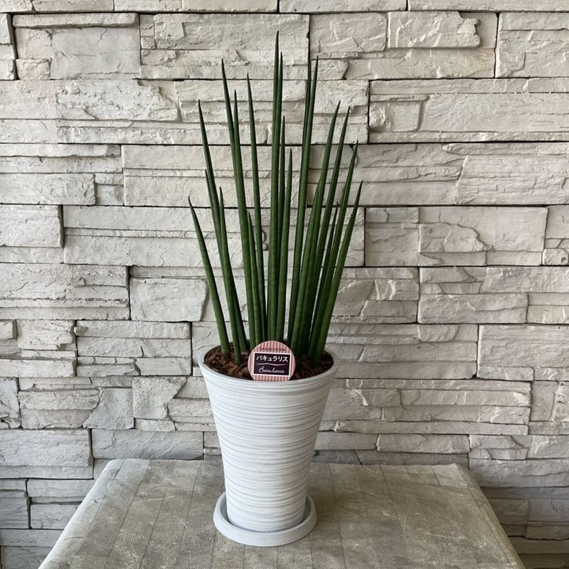 ★超上品なフラットイヤー★アンスリウム　ポーティラエ× サブシグナタム　レア交配 ☆上品なフラットイヤー☆アンスリウム ポーティラエ