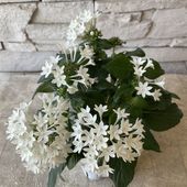 ペンタス　ホワイト 3.5寸ポット