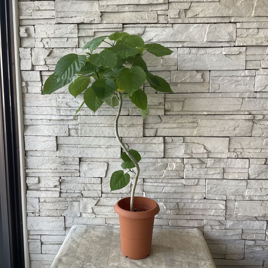 送料無料】【観葉植物】フィカス ウンベラータ 7寸鉢 | 観葉植物