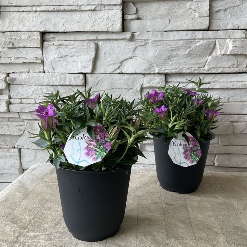 ヘレンド ワルトシュタイン青　金爪足化粧鉢 ヘレンド ワルトシュタイン青 金爪足化粧鉢 9月発売の雑誌