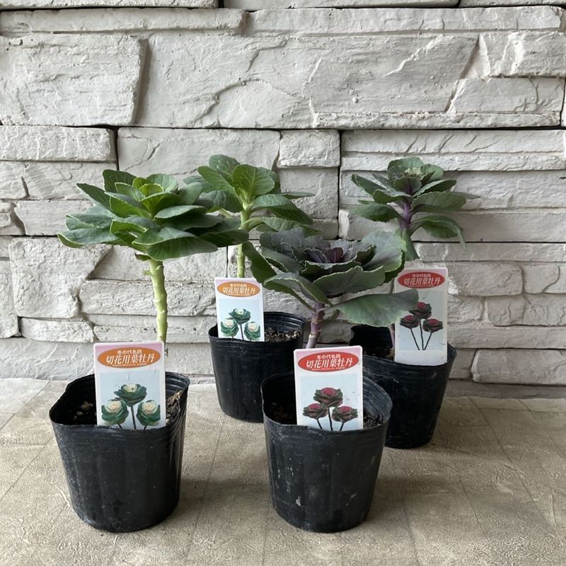 花苗】ミニ葉ボタン ジュエリーシリーズ BLACK LEAF おまけ種子付き