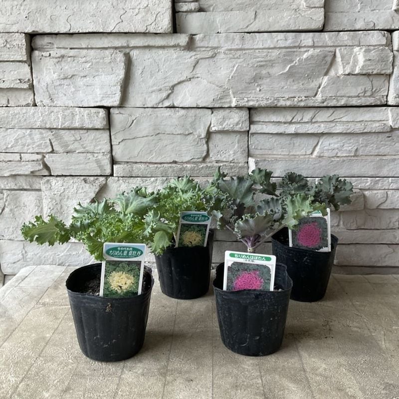 計10本セット苗 計10本セット苗