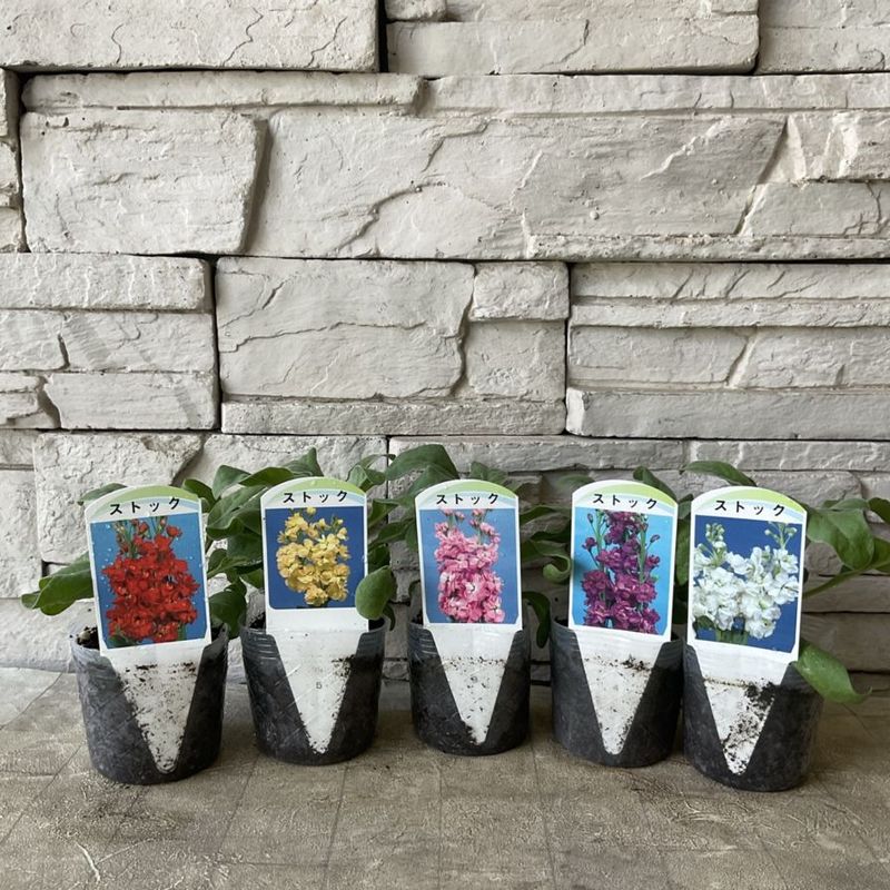 テレーズ、人気!オリジナル交配種(2本植え)、苗、開花株 すべての商品 | 橋本種苗園オンラインストア