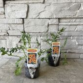 【切花用】ベニジウム（蛇の目菊） 2.5寸ポット