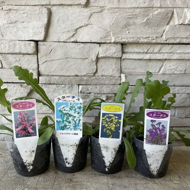 瀬戸海外輸出里帰り花台 瀬戸海外輸出里帰り花台 里帰り 明治輸出【山