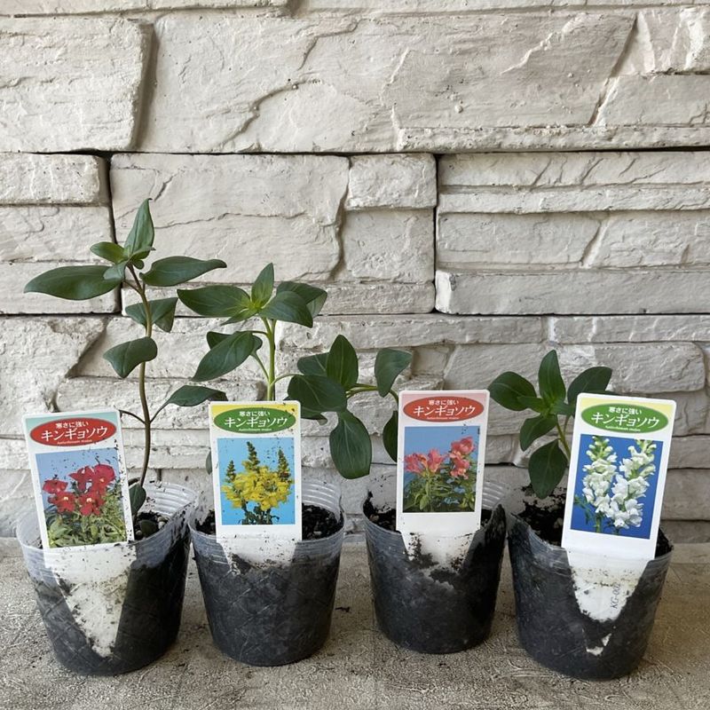 1968　４株セット販売鉢つき シュエット プランター – AONOKI