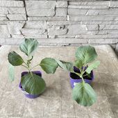 【野菜苗】キャベツ苗