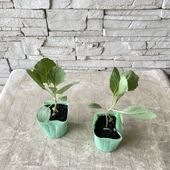 【野菜苗】サワー系キャベツ苗