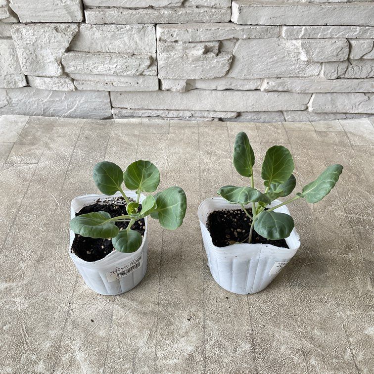 オリジナル交配実生苗 窓口 オリジナル交配.実生苗 窓口