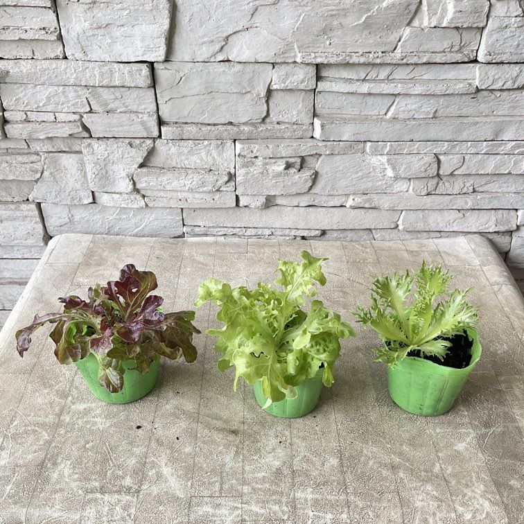 【野菜苗】リーフレタス　グラデーション