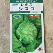 【野菜苗】レタス　シスコ