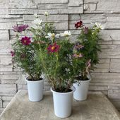 コスモス　ミックス　 4寸鉢