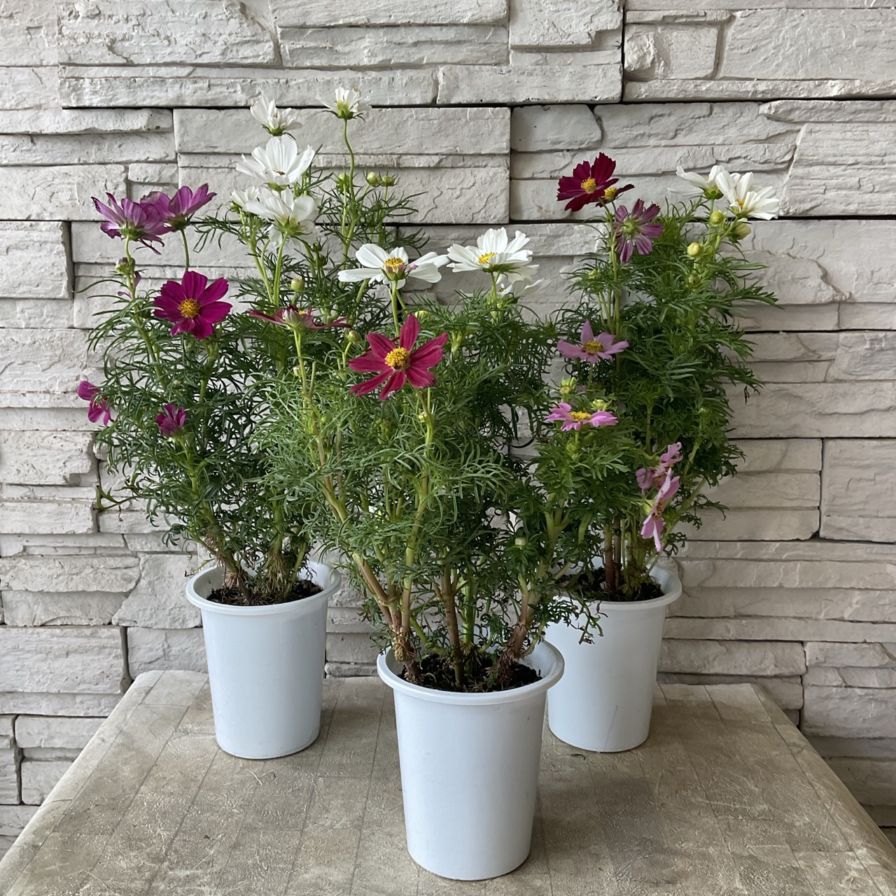 コスモス ミックス 4寸鉢 | 鉢花・花苗 | 橋本種苗園オンラインストア