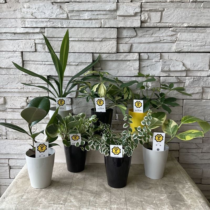 テーブルプランツ　種類お任せ 3.5寸ロング鉢