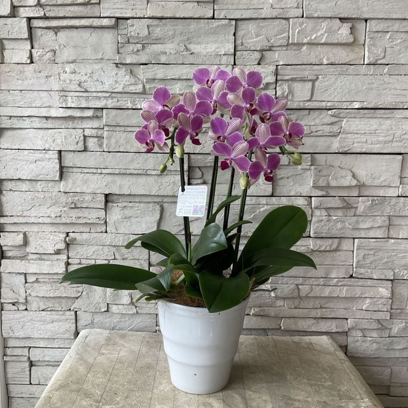 胡蝶蘭祭り　６種　希少種あり　ラスワン　マキュラタ　プルチェリマ　ロビー　マリポ 胡蝶蘭原種 6種 シレリアナ プルチェリマ デリシオサ ギボサ