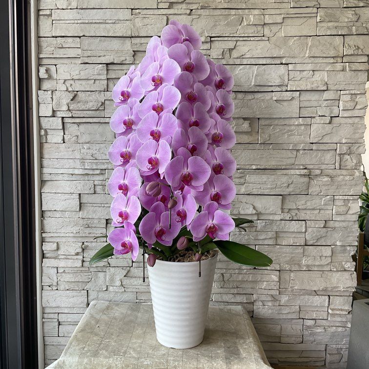 胡蝶蘭 白と紫 クリーム色3種8鉢写真二分咲きポット8鉢 胡蝶蘭 白と紫 クリーム色3種8鉢写真二分咲きポット8