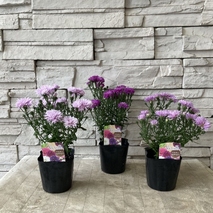 アスター ビクトリア 選べる♪3種 3.5寸ポット | 鉢花・花苗 | 橋本
