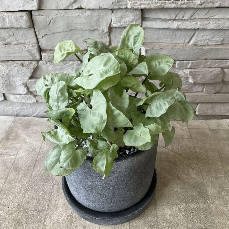 観葉植物 | 橋本種苗園オンラインストア