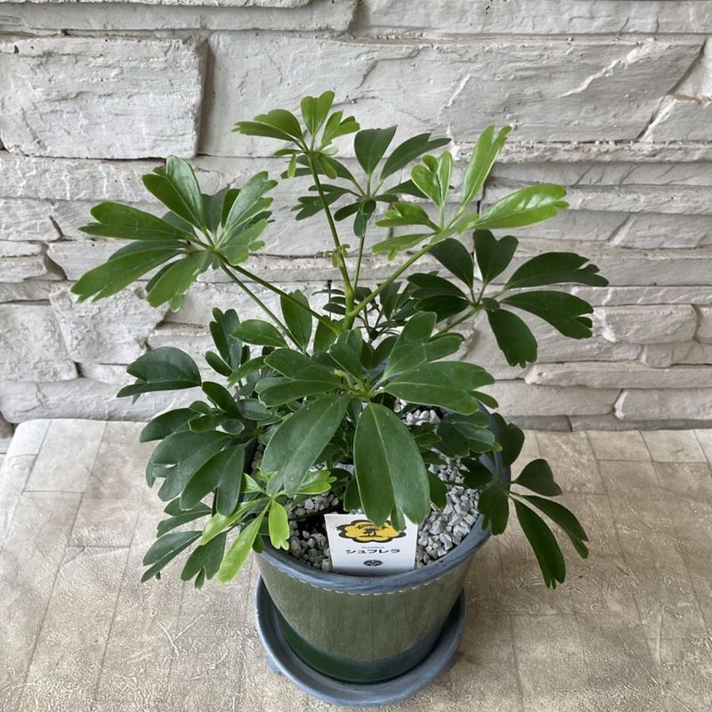 凄く種子取れます❗️実生　寄せ植え　13株　鉢のまま発送　銀冠玉 凄く種子取れます❗️実生 寄せ植え 13株 鉢のまま発送 銀冠