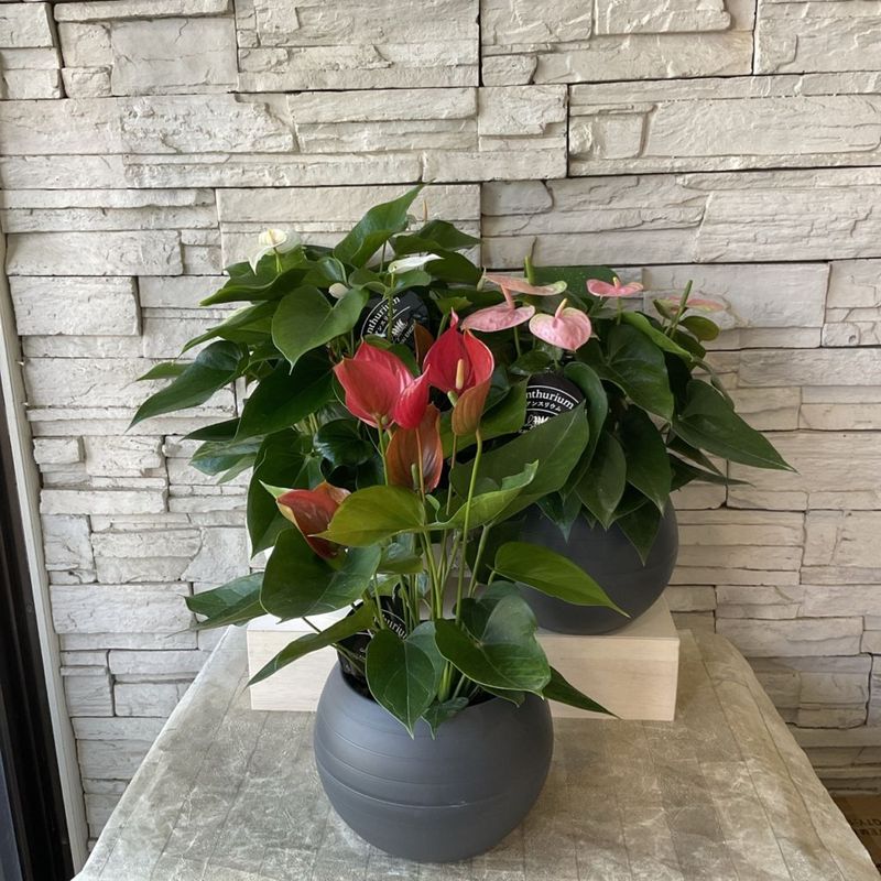 アンスリウム　選べる♪３色 5寸鉢