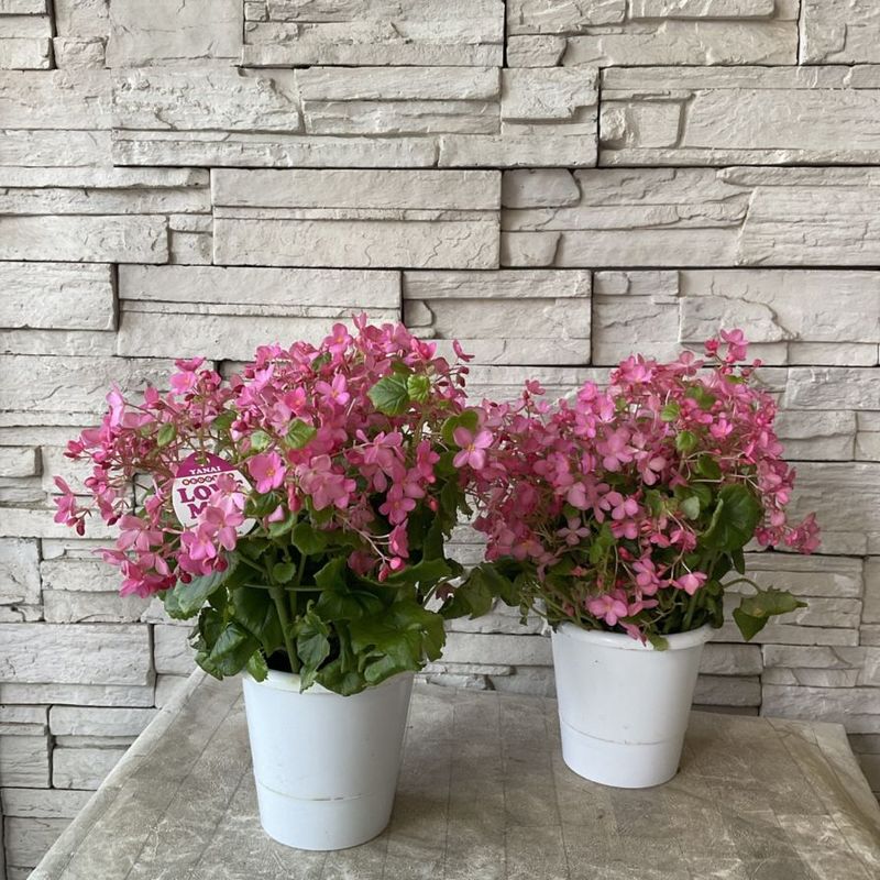 すべての商品 | 橋本種苗園オンラインストア