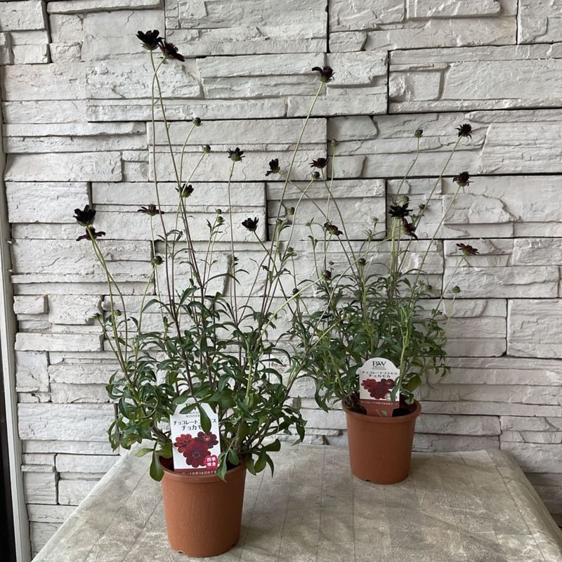 オリオン錦  Orion  抜き苗【特定記録付】 オリオン錦 Orion 抜き苗【特定記録付】 【公式通販】