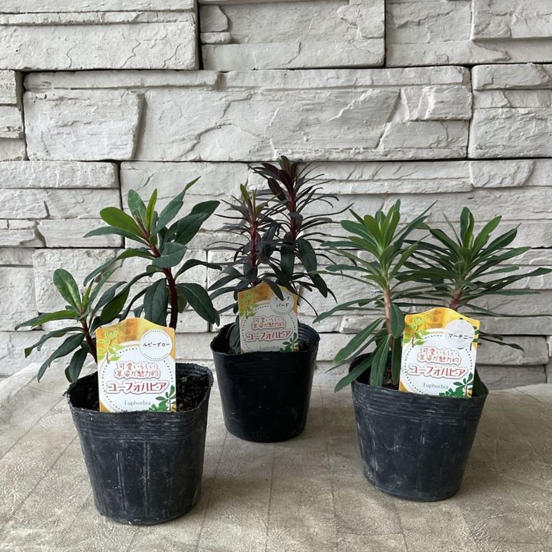 オリジナル交配実生苗 窓口 オリジナル交配実生苗 窓口 すべての商品 | 橋本種苗園オンラインストア