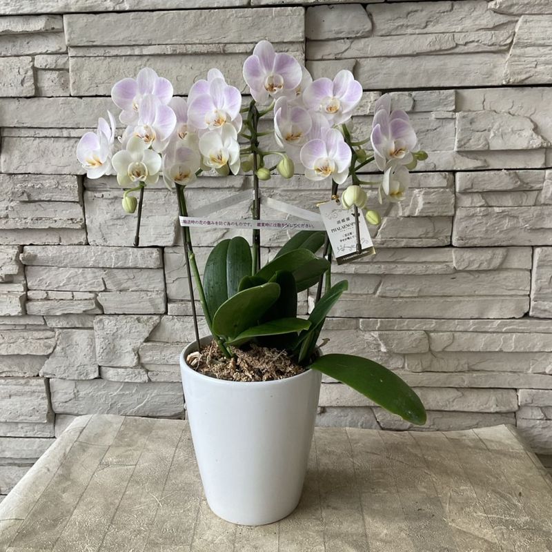 【送料無料】胡蝶蘭　ラベンダーミスト　3本立ち 5寸鉢