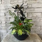 【送料無料】【観葉植物】観葉寄せ植え 鉢