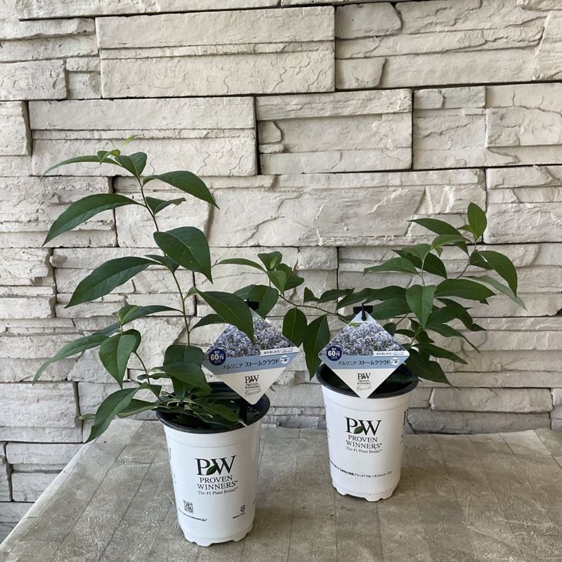 計10本セット苗 計10本セット苗