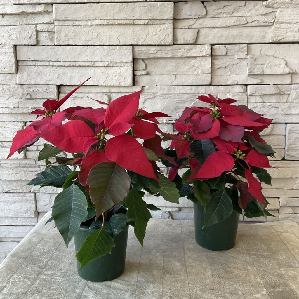ポインセチア 赤とクリーム色 稀 4鉢セット ポインセチア 4寸鉢 | 鉢花・花苗 | 橋本種苗園オンラインストア