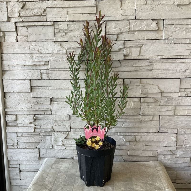 計10本セット苗 PW公式オンラインストア / 秋のおすすめ