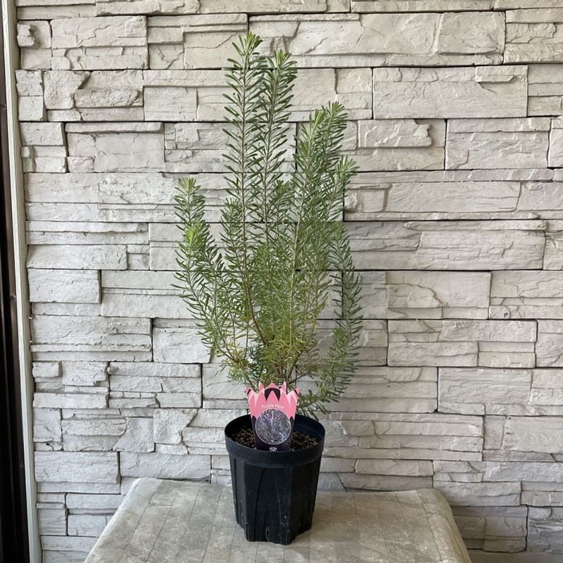 クロトン苗木 10本セット 約70〜90cm すべての商品 | 橋本種苗園