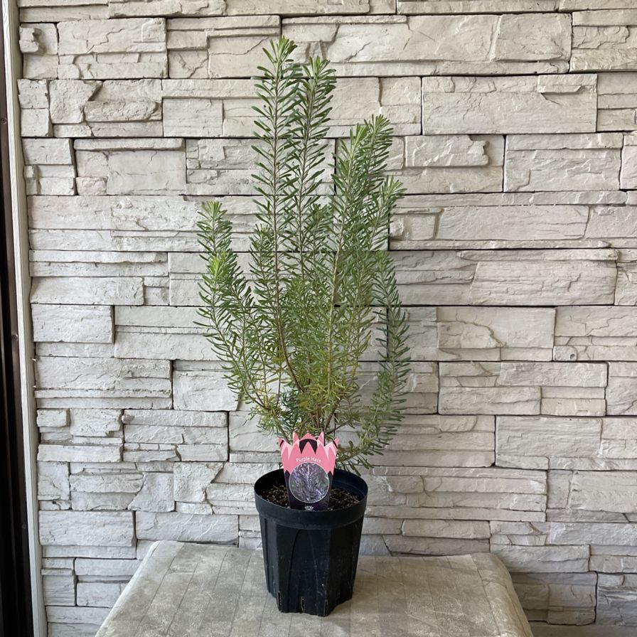 送料無料】リューカデンドロン パープルヘイズ 6寸鉢 | 鉢花・花苗