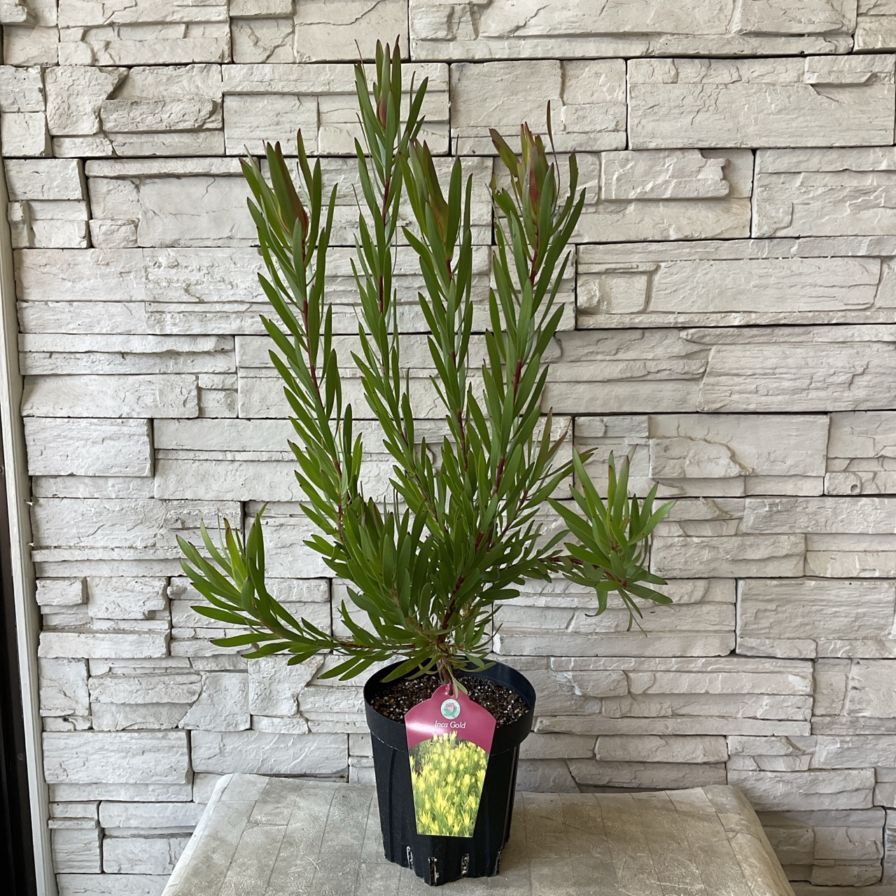 送料無料】リューカデンドロン インカゴールド 6寸鉢 | 鉢花