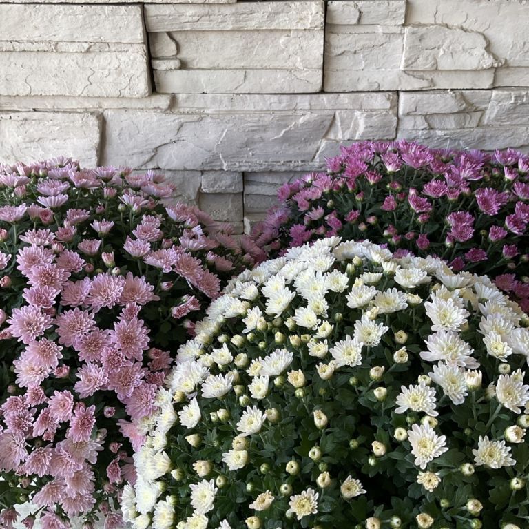 橋本種苗園オンラインストア |