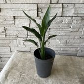 【観葉植物】ストレチア　レギネ 5寸鉢