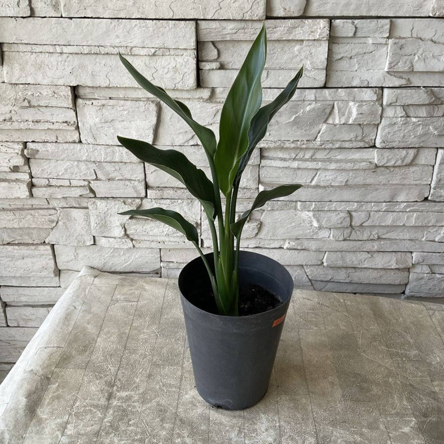 観葉植物】ストレチア レギネ 5寸鉢 | 観葉植物 | 橋本種苗園