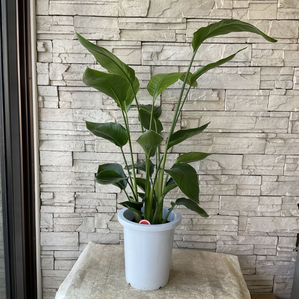 送料無料】【観葉植物】ストレチア 8寸鉢 | 観葉植物 | 橋本種苗園