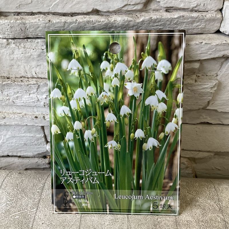 球根 | 橋本種苗園オンラインストア