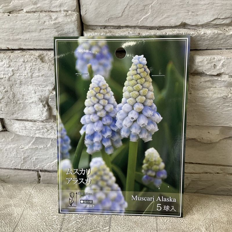 とし　球根 楽天市場】植えっぱなし 花 原種チューリップ ガーデンオブクルシアス