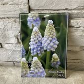 【球根】ムスカリ　アラスカ 5球入り