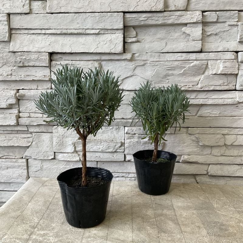 ラベンダー ローズマリー ラベンダー ローズマリー ラベンダー ローズマリー