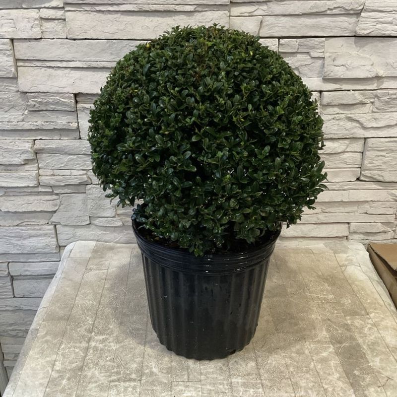 鉢花・花苗 | 橋本種苗園オンラインストア