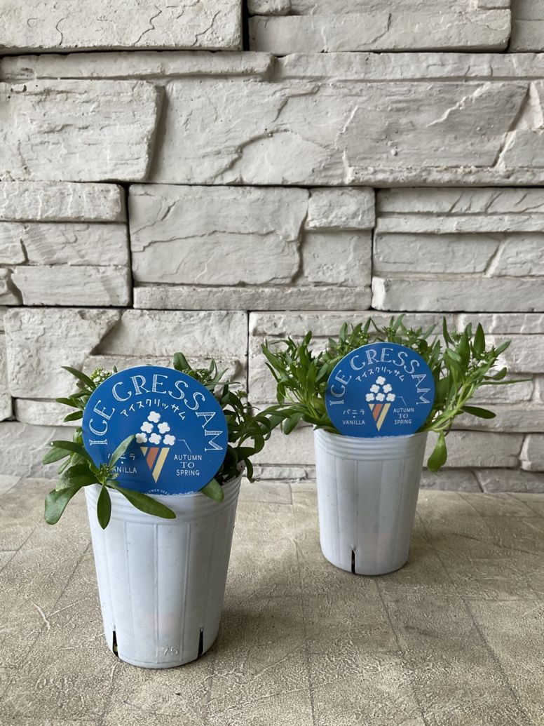 アイスクリッサム 2.5寸ポット | 鉢花・花苗 | 橋本種苗園オンラインストア