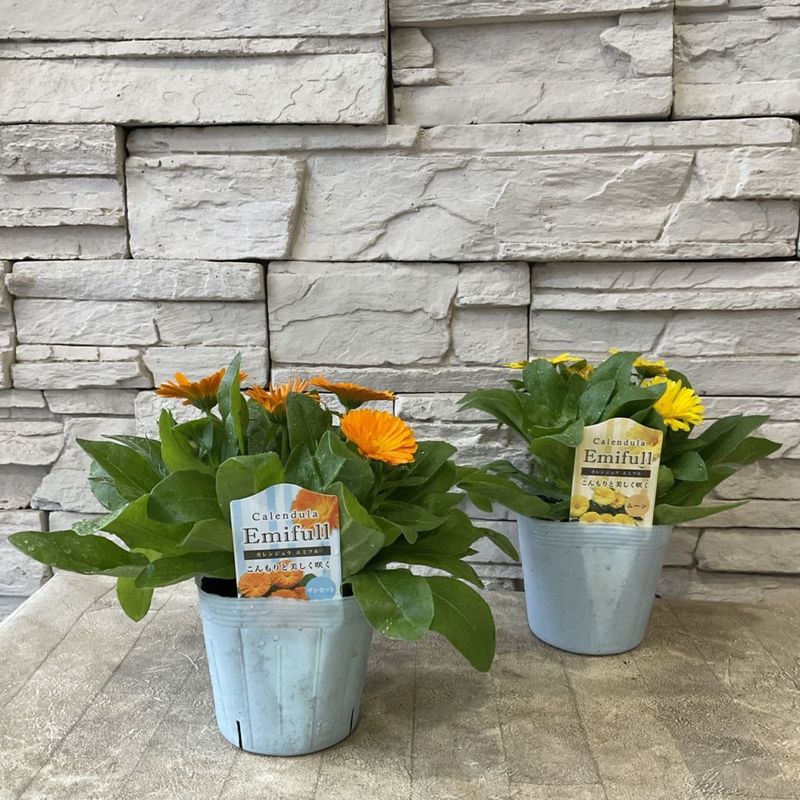 カレンジュラ　エミフル　選べる♪2種 3.5寸ポット