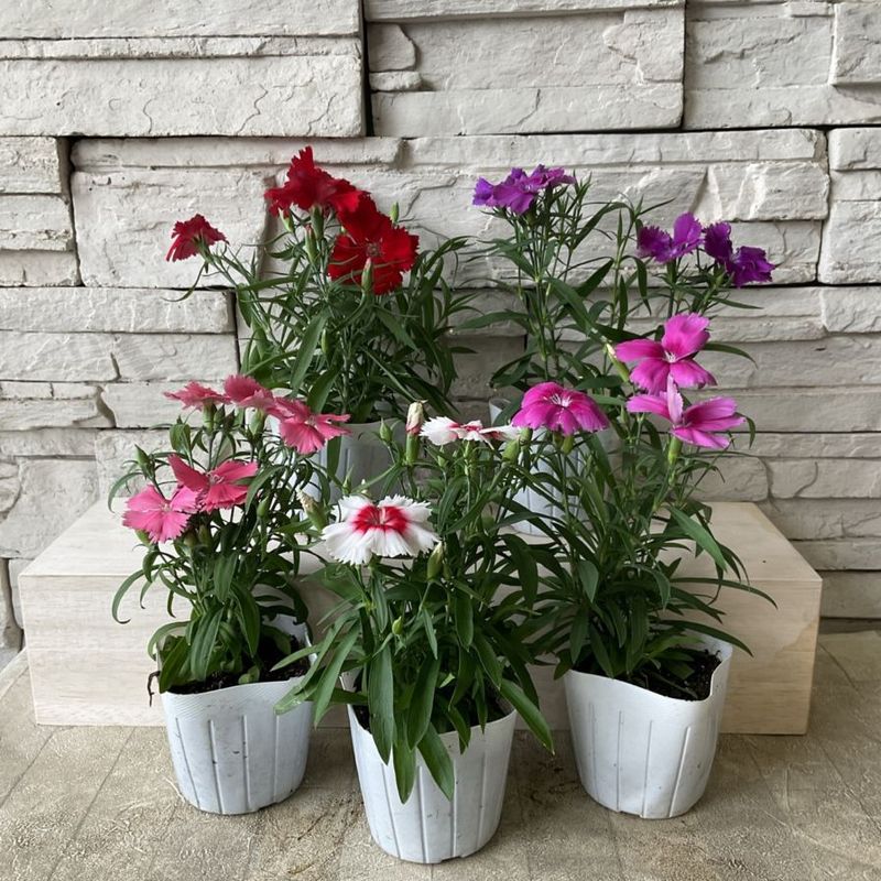 ダイアンサス（ナデシコ）　選べる♪3色 3寸ポット